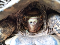 Rhinoclemmys rubida rubida