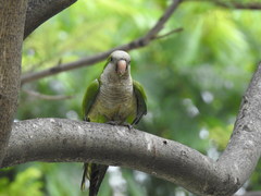 Myiopsitta monachus