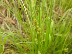 Carex austrina