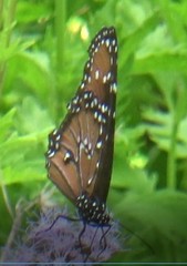 Danaus gilippus