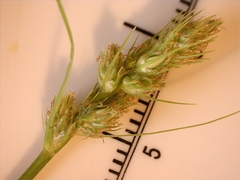 Carex austrina