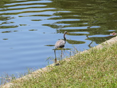 Egretta tricolor image