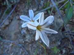 Tristagma bivalve