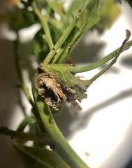 Rhopalomyia baccharis