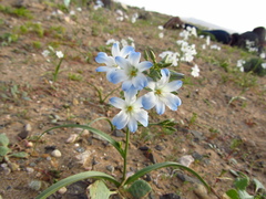 Zephyra elegans