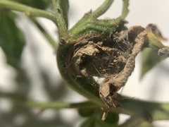 Rhopalomyia baccharis