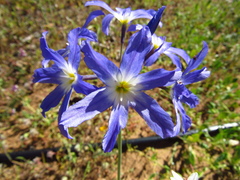 Leucocoryne coquimbensis