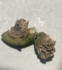 Rhopalomyia baccharis
