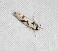 Lichenaula calligrapha