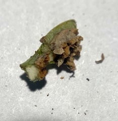 Rhopalomyia baccharis