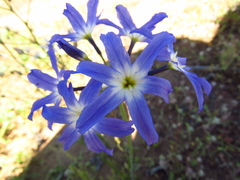 Leucocoryne coquimbensis