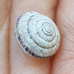 Xeroplexa olisippensis