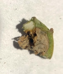 Rhopalomyia baccharis