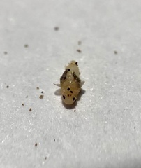 Rhopalomyia baccharis