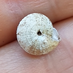 Xeroplexa olisippensis