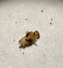 Rhopalomyia baccharis