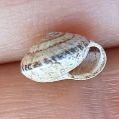 Xeroplexa olisippensis