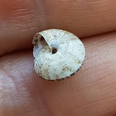 Xeroplexa olisippensis