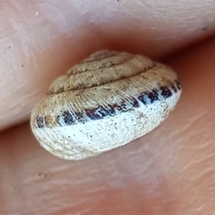 Xeroplexa olisippensis