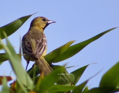 Icterus parisorum