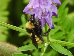 Bombus borealis