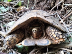 Rhinoclemmys rubida rubida