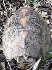 Rhinoclemmys rubida rubida