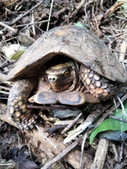 Rhinoclemmys rubida rubida