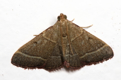 Arippara disticha