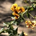 Daviesia umbellulata - Photo (c) Shirley McLaran, osa oikeuksista pidätetään (CC BY-NC-SA), lähettänyt Shirley McLaran