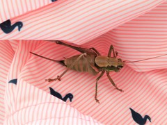 Eupholidoptera cephalonica