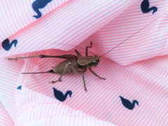 Eupholidoptera cephalonica