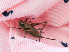 Eupholidoptera cephalonica