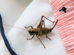 Eupholidoptera cephalonica