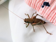 Eupholidoptera cephalonica