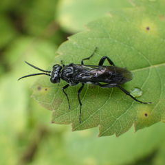 Macrophya trisyllaba