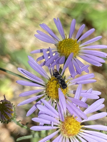 iNaturalist observation photo of Neotrypetes