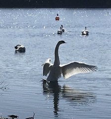 Cygnus olor