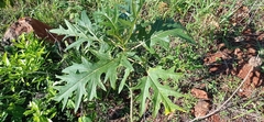 Vasconcellea quercifolia