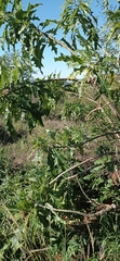 Vasconcellea quercifolia