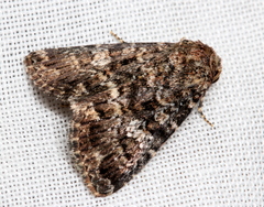 Condica aroana