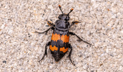 Nicrophorus hybridus