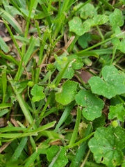 Hydrocotyle bowlesioides