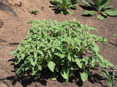 Physalis neomexicana