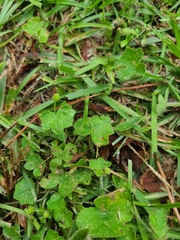 Hydrocotyle bowlesioides