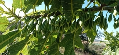 Vasconcellea quercifolia
