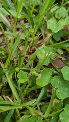 Hydrocotyle bowlesioides