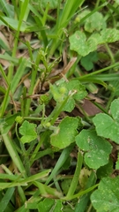 Hydrocotyle bowlesioides