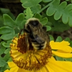 Bombus insularis