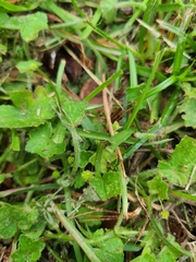 Hydrocotyle bowlesioides